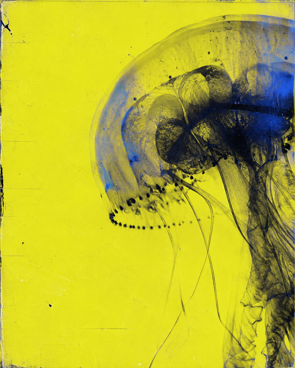 Translucent jellyfish specimen